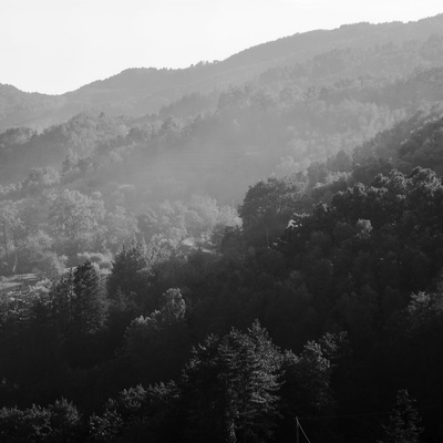 Wald