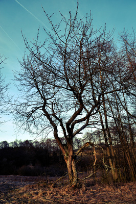 Kirschbaum