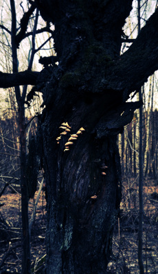 Kirschbaum