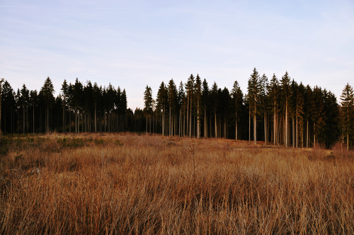 Forst