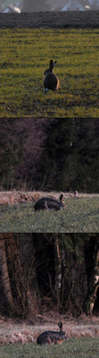 Hase