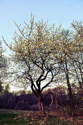 Kirschbaum
