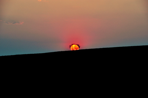 splendid burning