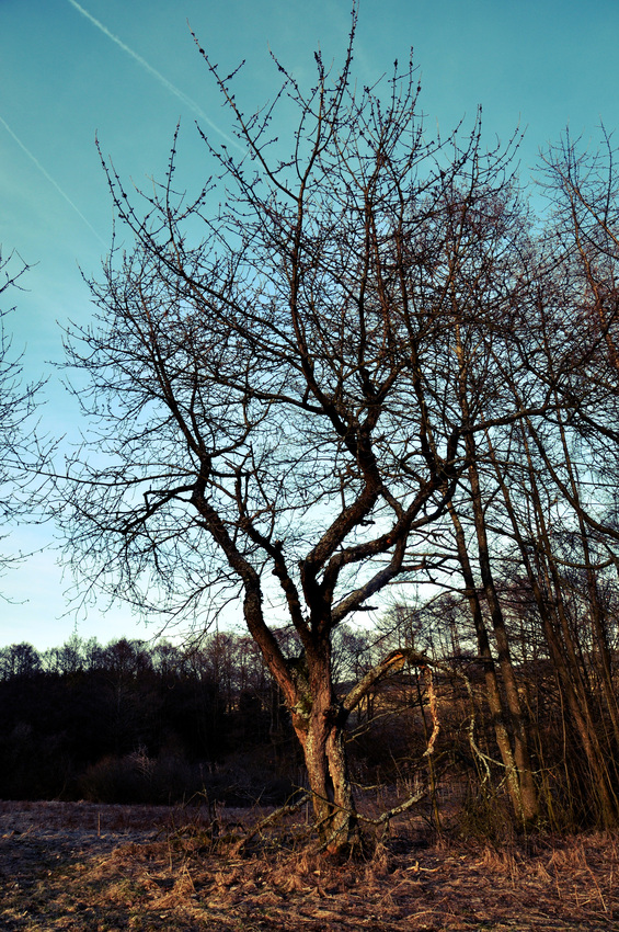 Kirschbaum