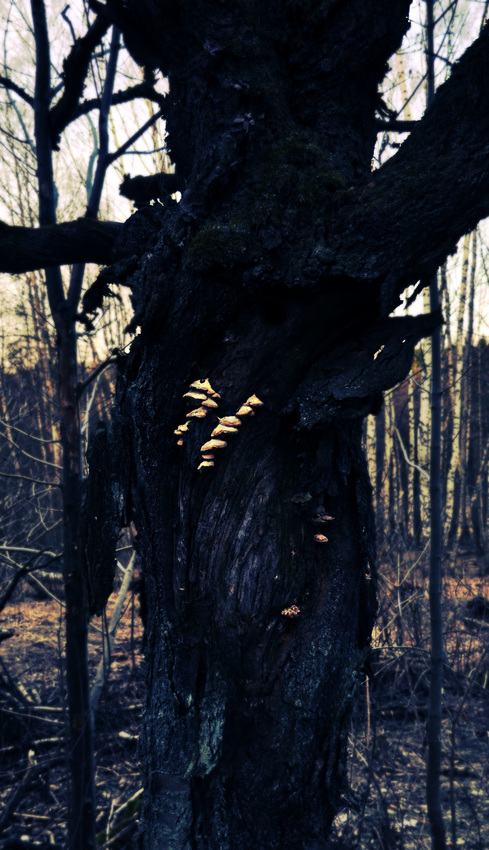 Kirschbaum