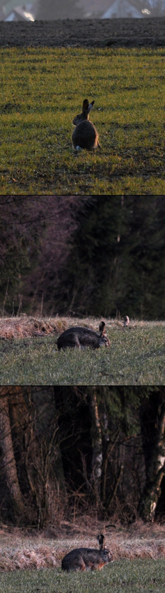 Hase