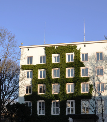 Ivy