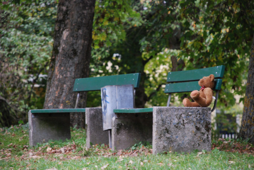 teddy