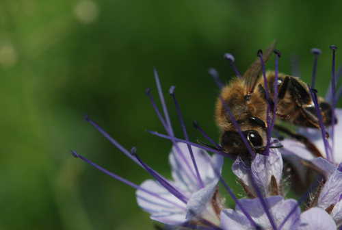 bee